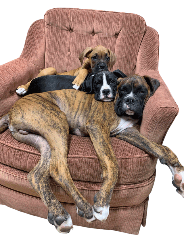 My dogs pups, best home of boxers